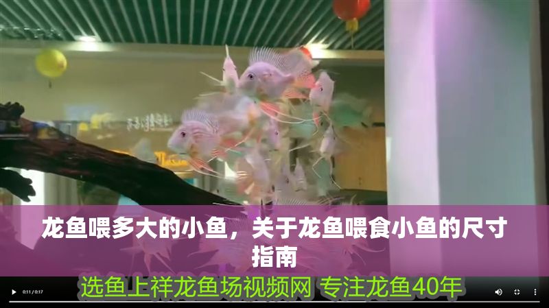 龍魚喂多大的小魚，關于龍魚喂食小魚的尺寸指南
