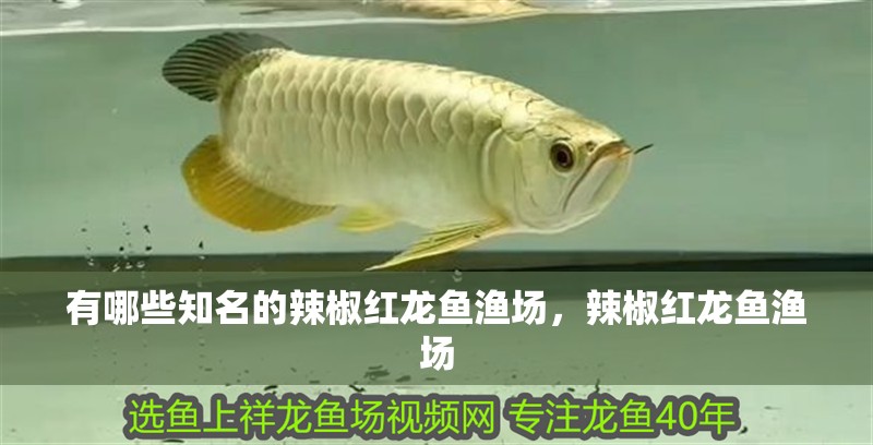 給大魚缸換水的作文:體驗給大魚缸換水的樂趣:體驗給大魚缸換水:給大魚缸換水的作文 有哪些知名的辣椒紅龍魚漁場,辣椒紅龍魚漁場 龍魚百科 有哪些知名的辣椒紅龍魚漁場,辣椒紅龍魚漁場 有哪些知名的辣椒紅龍魚漁場,辣椒紅龍魚漁場 龍魚百科