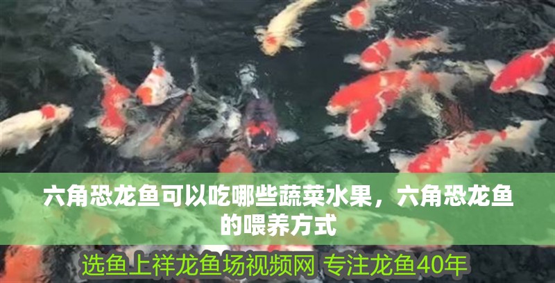 六角恐龍魚可以吃哪些蔬菜水果，六角恐龍魚的喂養方式 六角恐龍魚可以吃哪些蔬菜水果，六角恐龍魚的喂養方式 龍魚百科