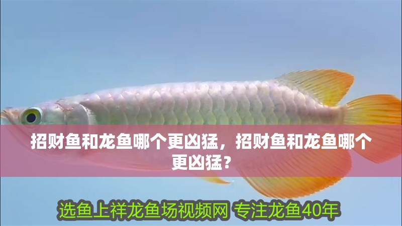 招財魚和龍魚哪個更兇猛，招財魚和龍魚哪個更兇猛？