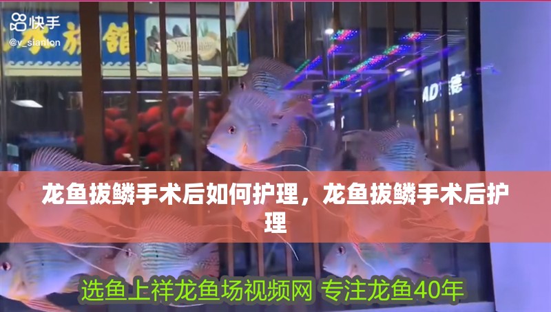 龍魚拔鱗手術后如何護理，龍魚拔鱗手術后護理 龍魚拔鱗手術后如何護理，龍魚拔鱗手術后護理 龍魚百科