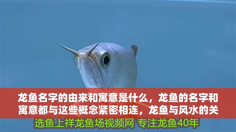 龍魚名字的由來和寓意是什么，龍魚的名字和寓意都與這些概念緊密相連，龍魚與風水的關系
