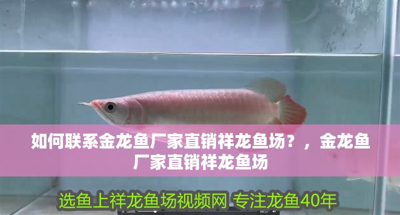 如何聯系金龍魚廠家直銷祥龍魚場？，金龍魚廠家直銷祥龍魚場 如何聯系金龍魚廠家直銷祥龍魚場？，金龍魚廠家直銷祥龍魚場 龍魚百科