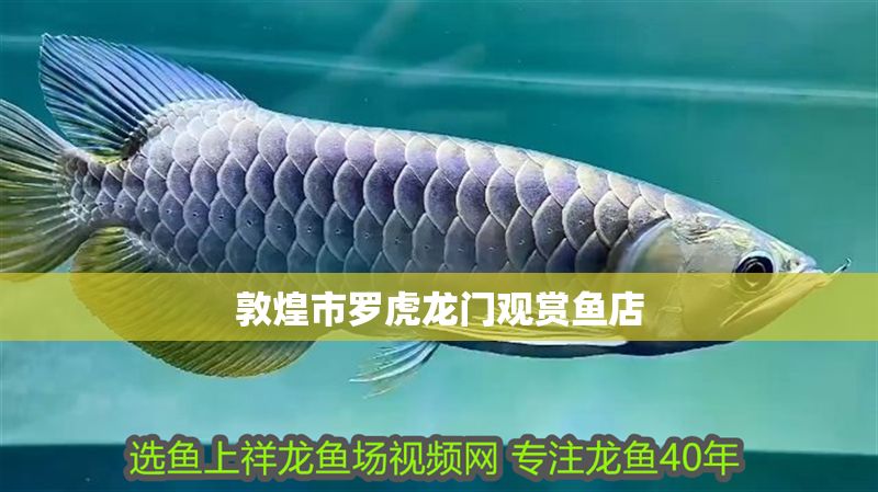 敦煌市羅虎龍門觀賞魚店