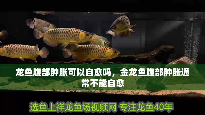 龍魚腹部腫脹可以自愈嗎，金龍魚腹部腫脹通常不能自愈 龍魚腹部腫脹可以自愈嗎，金龍魚腹部腫脹通常不能自愈 龍魚百科