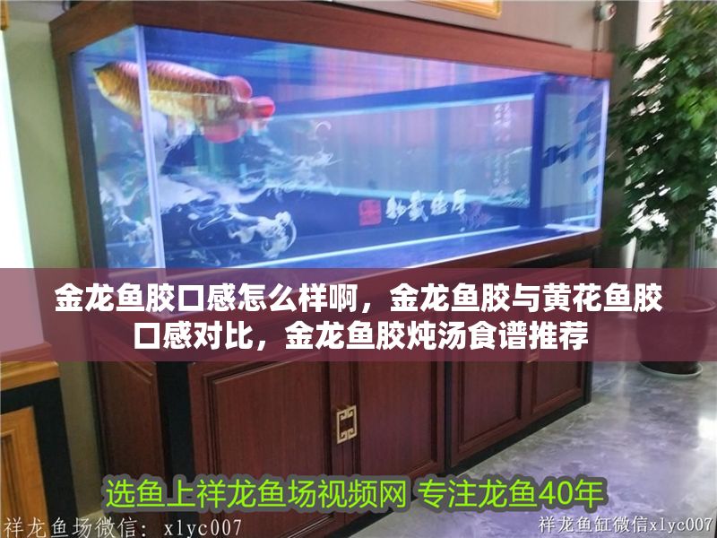 金龍魚膠口感怎么樣啊，金龍魚膠與黃花魚膠口感對比，金龍魚膠燉湯食譜推薦
