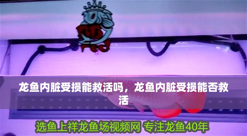 什么魚(yú)能和龍魚(yú)、虎魚(yú)混養(yǎng)(龍魚(yú)能和虎魚(yú)混養(yǎng)嗎) 龍魚(yú)內(nèi)臟受損能救活嗎,龍魚(yú)內(nèi)臟受損能否救活 龍魚(yú)百科 龍魚(yú)內(nèi)臟受損能救活嗎,龍魚(yú)內(nèi)臟受損能否救活 龍魚(yú)內(nèi)臟受損能救活嗎,龍魚(yú)內(nèi)臟受損能否救活 龍魚(yú)百科