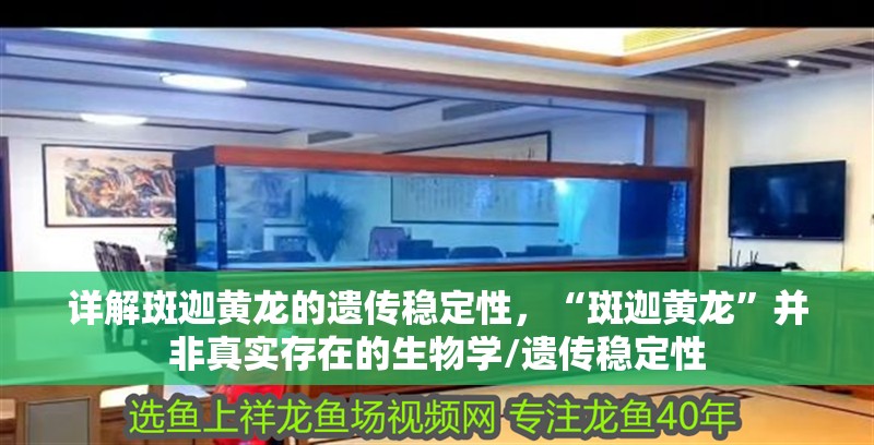 詳解斑迦黃龍的遺傳穩(wěn)定性，“斑迦黃龍”并非真實存在的生物學/遺傳穩(wěn)定性