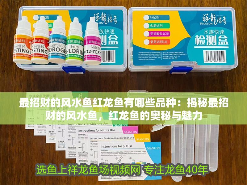 最招財?shù)娘L水魚紅龍魚有哪些品種：揭秘最招財?shù)娘L水魚，紅龍魚的奧秘與魅力