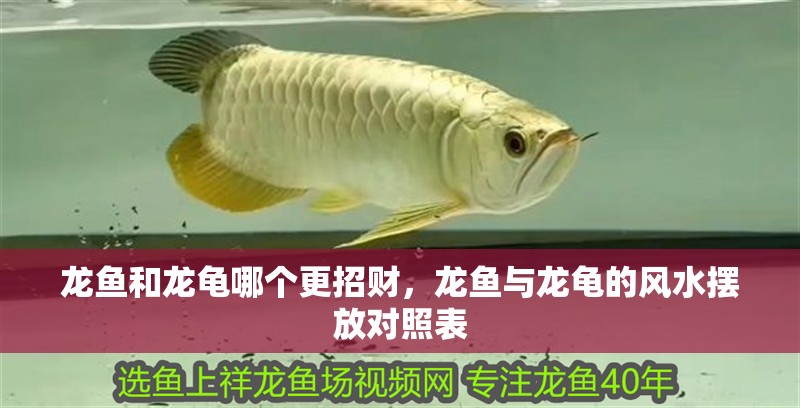龍魚和龍龜哪個更招財，龍魚與龍龜?shù)娘L水擺放對照表 龍魚和龍龜哪個更招財，龍魚與龍龜?shù)娘L水擺放對照表 龍魚百科