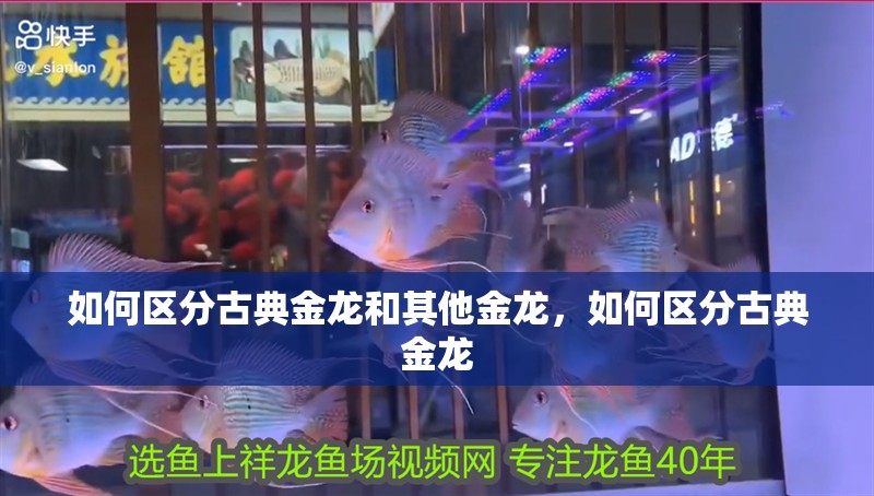 如何區(qū)分古典金龍和其他金龍，如何區(qū)分古典金龍 如何區(qū)分古典金龍和其他金龍，如何區(qū)分古典金龍 龍魚百科