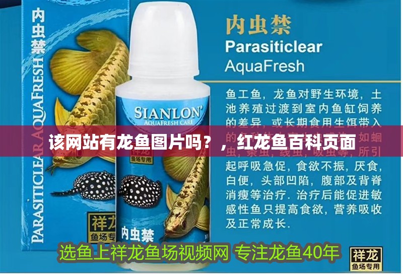 該網(wǎng)站有龍魚圖片嗎？，紅龍魚百科頁面 該網(wǎng)站有龍魚圖片嗎？，紅龍魚百科頁面 龍魚百科