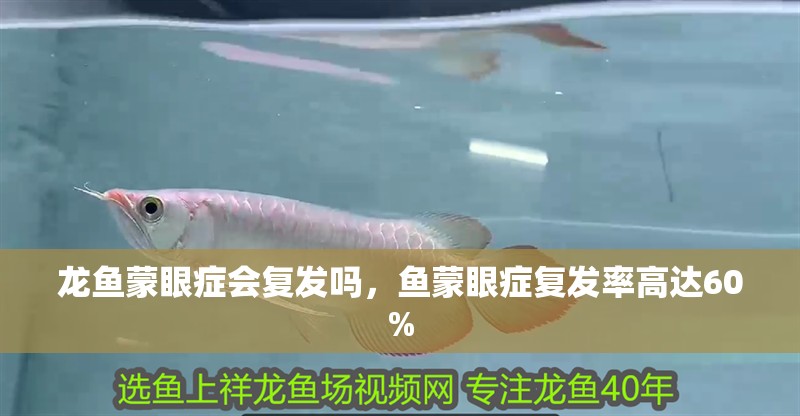 龍魚蒙眼癥會復發嗎，魚蒙眼癥復發率高達60% 龍魚蒙眼癥會復發嗎，魚蒙眼癥復發率高達60% 龍魚百科