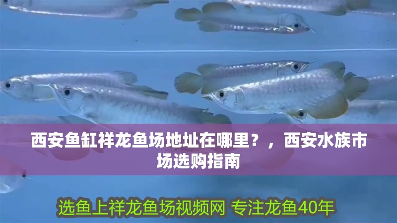 魚缸用增氧泵價格是多少:魚缸增氧機-xtrac增氧機-xtrac增氧機 西安魚缸祥龍魚場地址在哪里?,西安水族市場選購指南 龍魚百科 西安魚缸祥龍魚場地址在哪里?,西安水族市場選購指南 西安魚缸祥龍魚場地址在哪里?,西安水族市場選購指南 龍魚百科