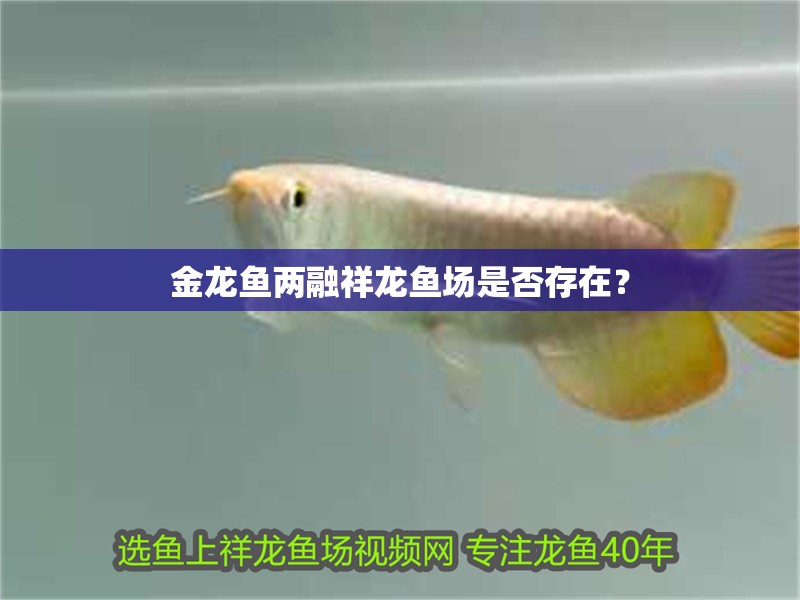 金龍魚兩融祥龍魚場是否存在？ 金龍魚兩融祥龍魚場是否存在？ 龍魚百科
