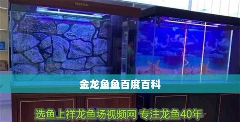 金龍魚魚百度百科