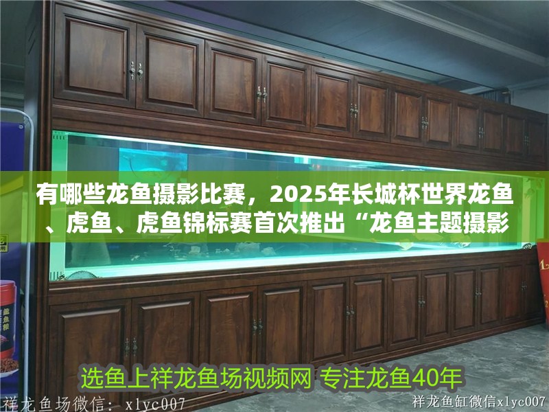 魚缸用增氧泵價格是多少:魚缸增氧機-xtrac增氧機-xtrac增氧機 有哪些龍魚攝影比賽,2025年長城杯世界龍魚、虎魚、虎魚錦標賽首次推出“龍魚主題攝影大賽” 龍魚百科 有哪些龍魚攝影比賽,2025年長城杯世界龍魚、虎魚、虎魚錦標賽首次推出“龍魚主題攝影大賽” 有哪些龍魚攝影比賽,2025年長城杯世界龍魚、虎魚、虎魚錦標賽首次推出“龍魚主題攝影大賽” 龍魚百科