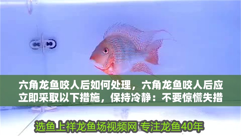 六角龍魚咬人后如何處理，六角龍魚咬人后應立即采取以下措施，保持冷靜：不要驚慌失措 六角龍魚咬人后如何處理，六角龍魚咬人后應立即采取以下措施，保持冷靜：不要驚慌失措 龍魚百科