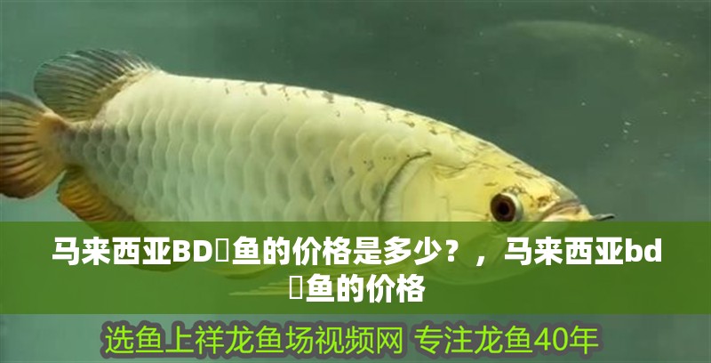 馬來西亞BD魟魚的價格是多少？，馬來西亞bd魟魚的價格 馬來西亞BD魟魚的價格是多少？，馬來西亞bd魟魚的價格 龍魚百科
