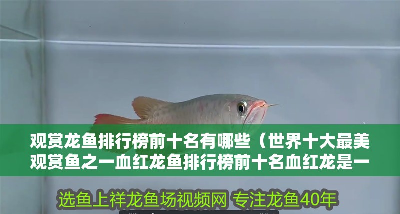 觀賞龍魚(yú)排行榜前十名有哪些（世界十大最美觀賞魚(yú)之一血紅龍魚(yú)排行榜前十名血紅龍是一種龍魚(yú)）