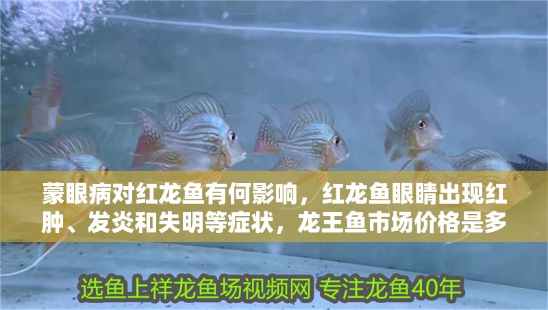 蒙眼病對紅龍魚有何影響，紅龍魚眼睛出現紅腫、發炎和失明等癥狀，龍王魚市場價格是多少 蒙眼病對紅龍魚有何影響，紅龍魚眼睛出現紅腫、發炎和失明等癥狀，龍王魚市場價格是多少 龍魚百科