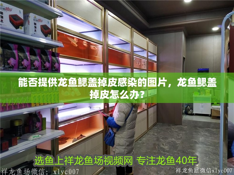能否提供龍魚(yú)鰓蓋掉皮感染的圖片，龍魚(yú)鰓蓋掉皮怎么辦？