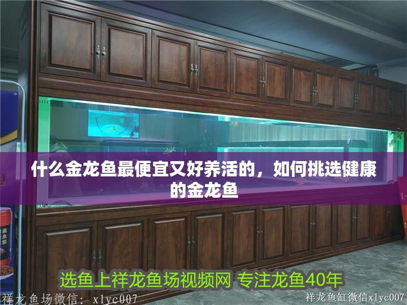 什么金龍魚最便宜又好養活的，如何挑選健康的金龍魚