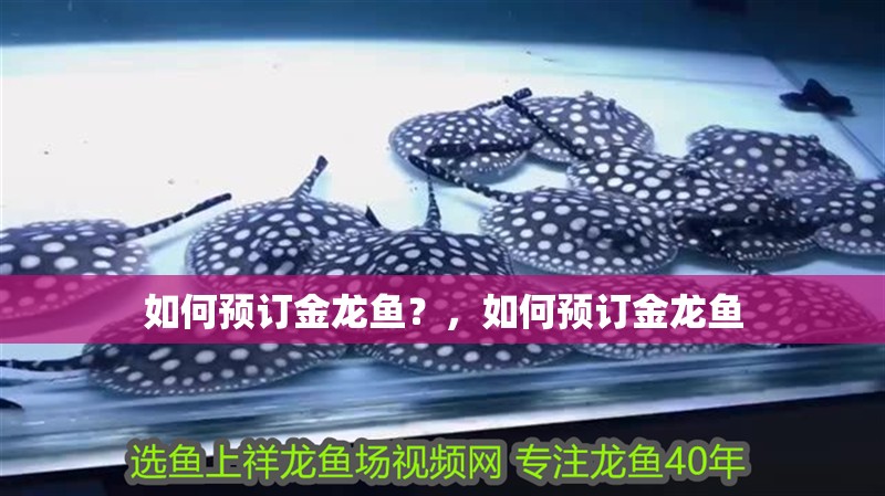 如何預訂金龍魚？，如何預訂金龍魚 如何預訂金龍魚？，如何預訂金龍魚 龍魚百科
