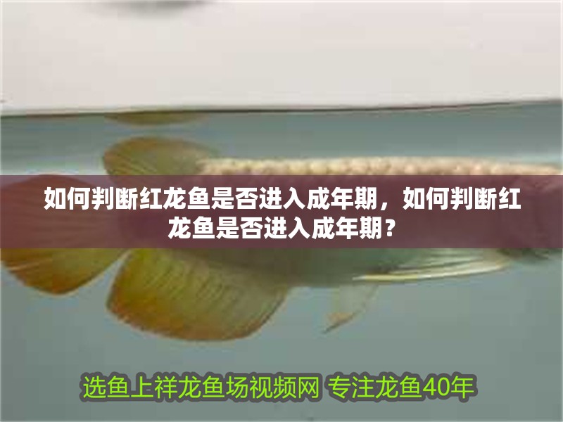 如何判斷紅龍魚是否進(jìn)入成年期，如何判斷紅龍魚是否進(jìn)入成年期？ 如何判斷紅龍魚是否進(jìn)入成年期，如何判斷紅龍魚是否進(jìn)入成年期？ 龍魚百科