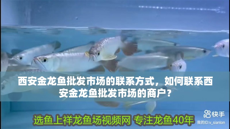 西安金龍魚批發市場的聯系方式，如何聯系西安金龍魚批發市場的商戶？ 西安金龍魚批發市場的聯系方式，如何聯系西安金龍魚批發市場的商戶？ 龍魚百科