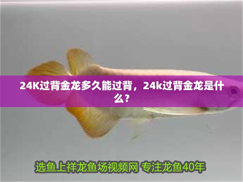 鸚鵡魚和銀龍魚混養(yǎng)怎樣喂食 24K過背金龍多久能過背,24k過背金龍是什么? 龍魚百科 24K過背金龍多久能過背,24k過背金龍是什么? 24K過背金龍多久能過背,24k過背金龍是什么? 龍魚百科