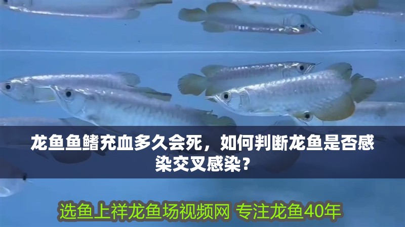 龍魚魚鰭充血多久會死，如何判斷龍魚是否感染交叉感染？ 龍魚魚鰭充血多久會死，如何判斷龍魚是否感染交叉感染？ 龍魚百科