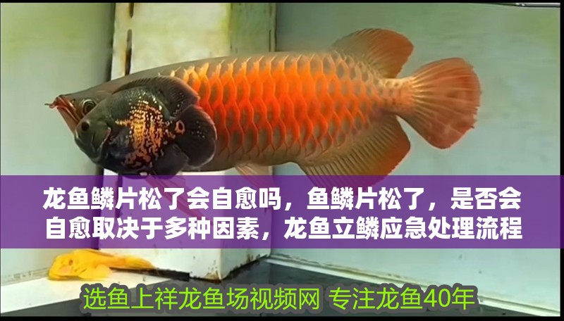 龍魚鱗片松了會自愈嗎，魚鱗片松了，是否會自愈取決于多種因素，龍魚立鱗應急處理流程圖 龍魚鱗片松了會自愈嗎，魚鱗片松了，是否會自愈取決于多種因素，龍魚立鱗應急處理流程圖 龍魚百科