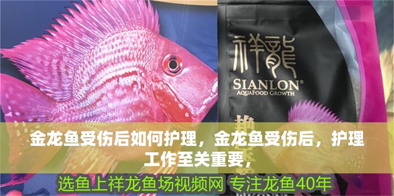 金龍魚受傷后如何護理，金龍魚受傷后，護理工作至關重要，