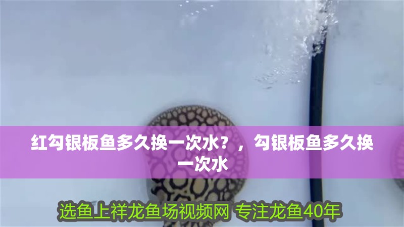 紅勾銀板魚多久換一次水？，勾銀板魚多久換一次水 紅勾銀板魚多久換一次水？，勾銀板魚多久換一次水 龍魚百科