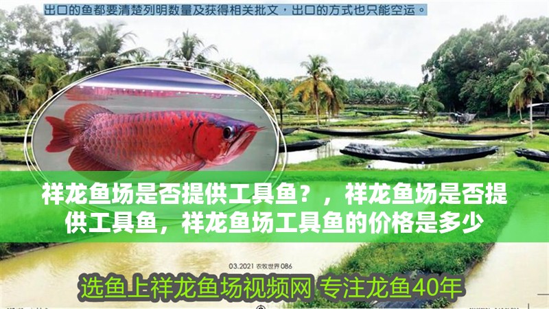 祥龍魚場是否提供工具魚？，祥龍魚場是否提供工具魚，祥龍魚場工具魚的價格是多少 祥龍魚場是否提供工具魚？，祥龍魚場是否提供工具魚，祥龍魚場工具魚的價格是多少 龍魚百科