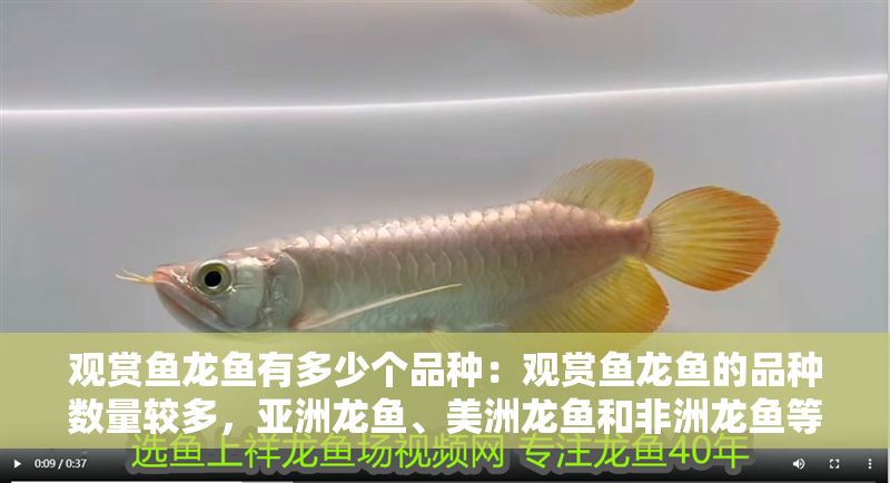 觀賞魚龍魚有多少個品種：觀賞魚龍魚的品種數量較多，亞洲龍魚、美洲龍魚和非洲龍魚等