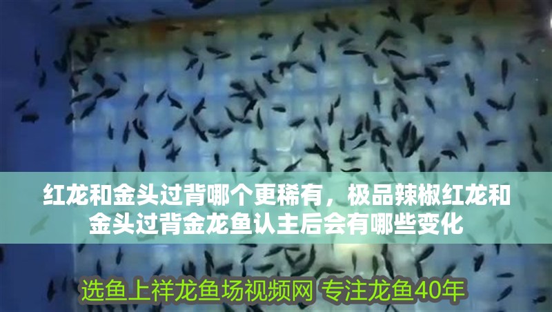 紅龍和金頭過背哪個更稀有，極品辣椒紅龍和金頭過背金龍魚認主后會有哪些變化 紅龍和金頭過背哪個更稀有，極品辣椒紅龍和金頭過背金龍魚認主后會有哪些變化 龍魚百科