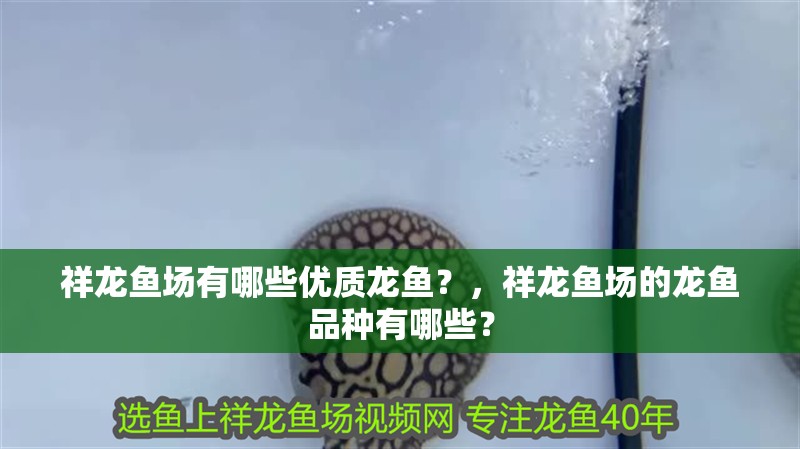 祥龍魚場有哪些優質龍魚？，祥龍魚場的龍魚品種有哪些？