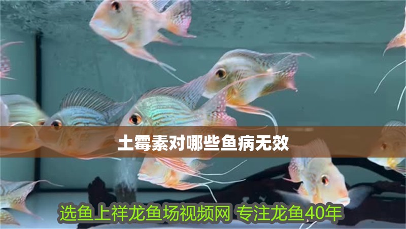土霉素對哪些魚病無效 土霉素對哪些魚病無效 龍魚百科