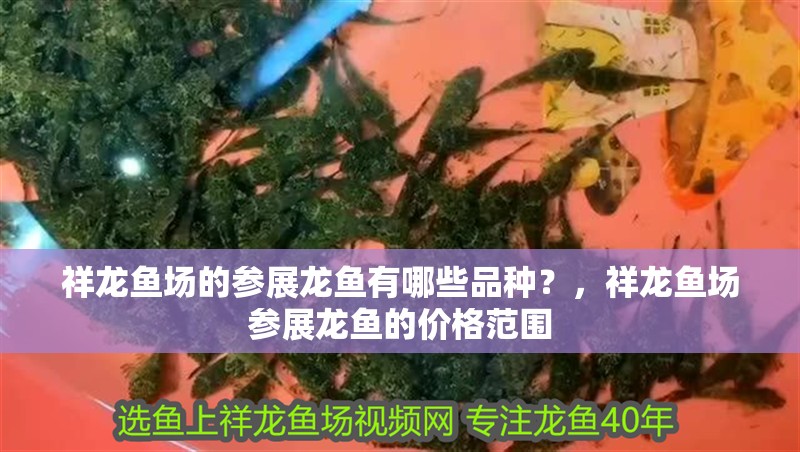 龍魚干蝦有營養嗎 祥龍魚場的參展龍魚有哪些品種?,祥龍魚場參展龍魚的價格范圍 龍魚百科 祥龍魚場的參展龍魚有哪些品種?,祥龍魚場參展龍魚的價格范圍 祥龍魚場的參展龍魚有哪些品種?,祥龍魚場參展龍魚的價格范圍 龍魚百科