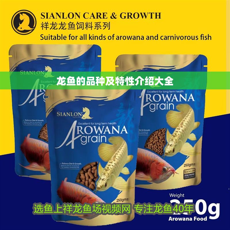 龍魚的品種及特性介紹大全