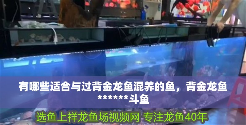 印尼虎魚多少溫度飼養最好:印尼虎魚多少溫度飼養最好印尼虎魚多少溫度飼養最好 有哪些適合與過背金龍魚混養的魚,背金龍魚******斗魚 龍魚百科 有哪些適合與過背金龍魚混養的魚,背金龍魚******斗魚 有哪些適合與過背金龍魚混養的魚,背金龍魚******斗魚 龍魚百科