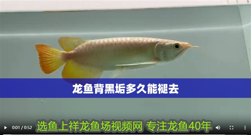 龍魚背黑垢多久能褪去 龍魚背黑垢多久能褪去 龍魚百科