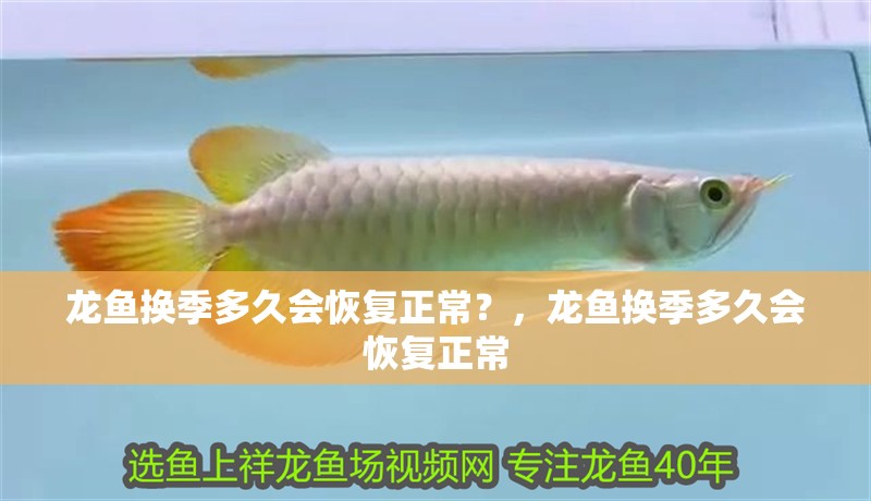 龍魚換季多久會(huì)恢復(fù)正常？，龍魚換季多久會(huì)恢復(fù)正常