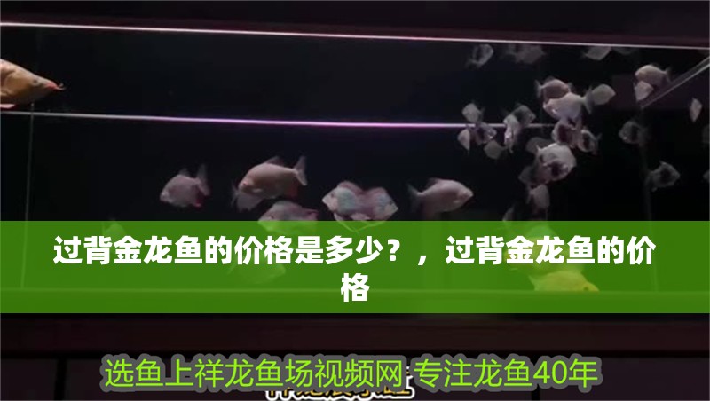 過背金龍魚的價格是多少？，過背金龍魚的價格 過背金龍魚的價格是多少？，過背金龍魚的價格 龍魚百科