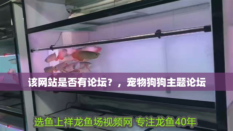 該網(wǎng)站是否有論壇？，寵物狗狗主題論壇 該網(wǎng)站是否有論壇？，寵物狗狗主題論壇 龍魚百科