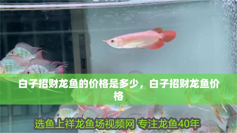 白子招財龍魚的價格是多少，白子招財龍魚價格 白子招財龍魚的價格是多少，白子招財龍魚價格 龍魚百科