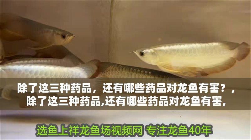 除了這三種藥品，還有哪些藥品對龍魚有害？，除了這三種藥品,還有哪些藥品對龍魚有害, 除了這三種藥品，還有哪些藥品對龍魚有害？，除了這三種藥品,還有哪些藥品對龍魚有害, 龍魚百科