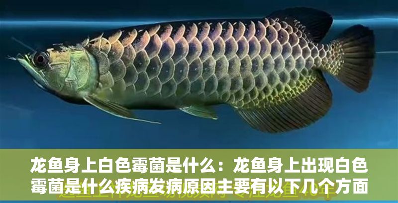 龍魚身上白色霉菌是什么：龍魚身上出現白色霉菌是什么疾病發病原因主要有以下幾個方面